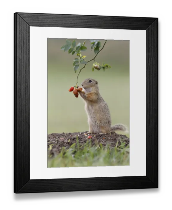 Framed Print : European ground squirrel -Spermophilus citellus- upright, feeding on a rosehip, Austria Framed Print : European ground squirrel -Spermophilus citellus- upright, feeding on a rosehip, Austria