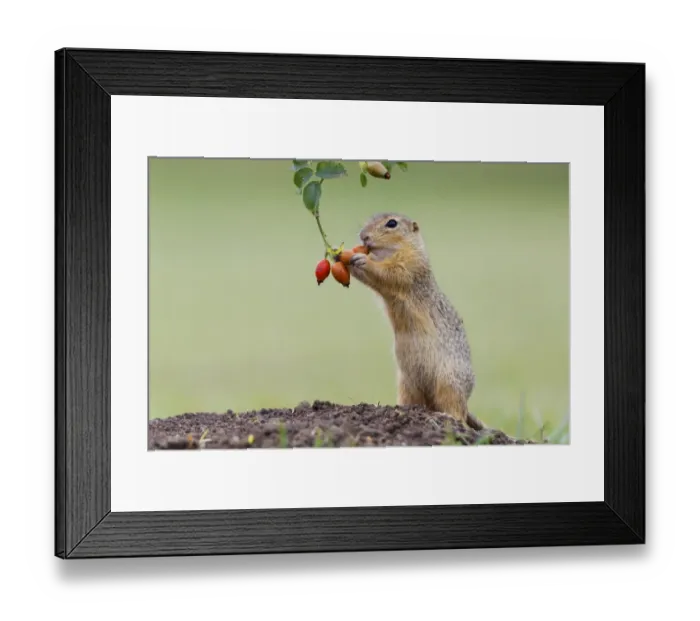 Framed Print : European ground squirrel -Spermophilus citellus- upright, feeding on a rosehip, Austria Framed Print : European ground squirrel -Spermophilus citellus- upright, feeding on a rosehip, Austria