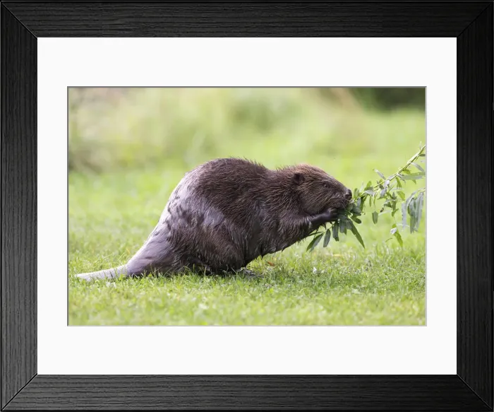 Framed Print : Eurasian Beaver -Castor fiber- feeding on a willow branch, Tyrol, Austria Framed Print : Eurasian Beaver -Castor fiber- feeding on a willow branch, Tyrol, Austria
