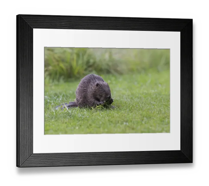 Framed Print : Eurasian Beaver -Castor fiber- feeding on a willow branch, Tyrol, Austria Framed Print : Eurasian Beaver -Castor fiber- feeding on a willow branch, Tyrol, Austria