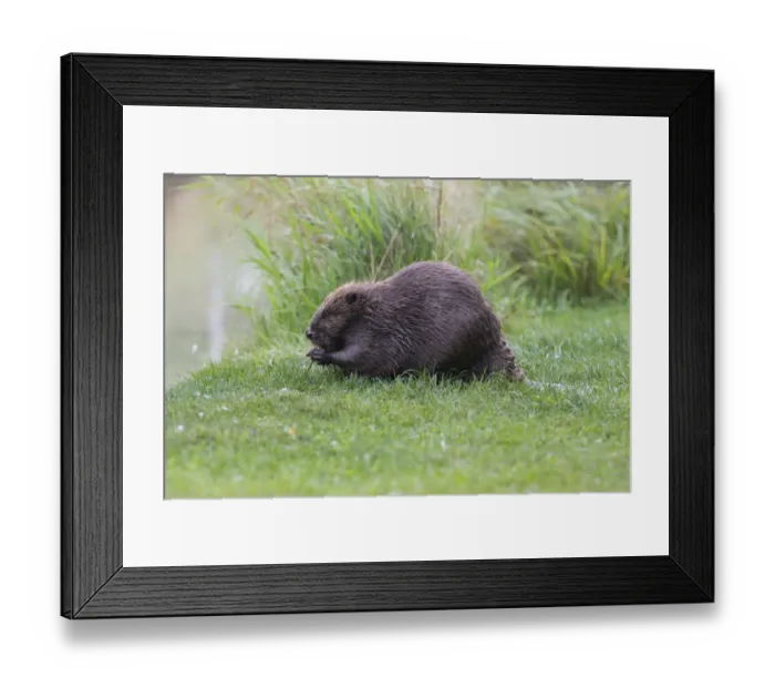 Framed Print : Eurasian Beaver -Castor fiber- feeding on a willow branch, Tyrol, Austria Framed Print : Eurasian Beaver -Castor fiber- feeding on a willow branch, Tyrol, Austria