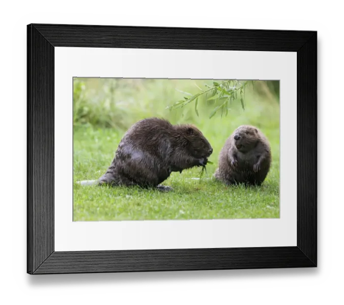 Framed Print : Eurasian beaver -Castor fiber-, one feeding on a willow branch, Tyrol, Austria Framed Print : Eurasian beaver -Castor fiber-, one feeding on a willow branch, Tyrol, Austria
