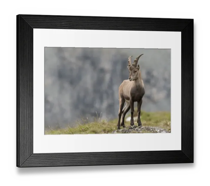 Framed Print : Alpine ibex -Capra ibex-, young standing on an alpine meadow, High Tauern National Park, Carinthia, Austria Framed Print : Alpine ibex -Capra ibex-, young standing on an alpine meadow, High Tauern National Park, Carinthia, Austria