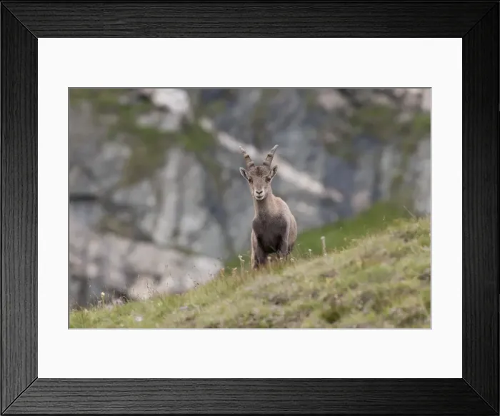Framed Print : Alpine ibex -Capra ibex-, young standing on an alpine meadow, High Tauern National Park, Carinthia, Austria Framed Print : Alpine ibex -Capra ibex-, young standing on an alpine meadow, High Tauern National Park, Carinthia, Austria