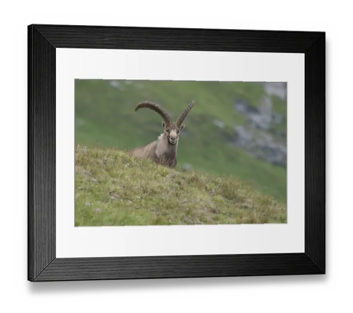 Framed Print : Alpine ibex -Capra ibex- standing on an alpine meadow, High Tauern National Park, Carinthia, Austria Framed Print : Alpine ibex -Capra ibex- standing on an alpine meadow, High Tauern National Park, Carinthia, Austria