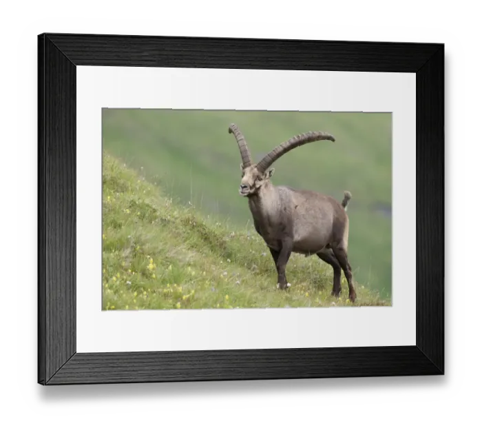 Framed Print : Alpine ibex -Capra ibex- standing on an alpine meadow, High Tauern National Park, Carinthia, Austria Framed Print : Alpine ibex -Capra ibex- standing on an alpine meadow, High Tauern National Park, Carinthia, Austria