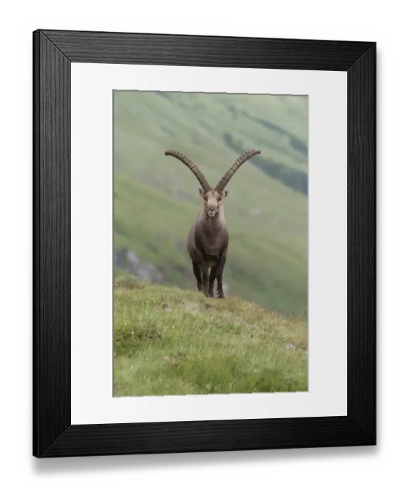 Framed Print : Alpine ibex -Capra ibex- standing on an alpine meadow, High Tauern National Park, Carinthia, Austria Framed Print : Alpine ibex -Capra ibex- standing on an alpine meadow, High Tauern National Park, Carinthia, Austria