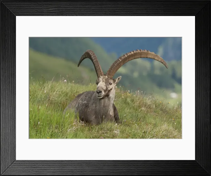 Framed Print : Alpine ibex -Capra ibex- lying in an alpine meadow, High Tauern National Park, Carinthia, Austria
