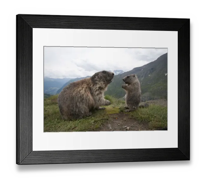 Framed Print : Alpine marmot -Marmota marmota- with young, High Tauern National Park, Carinthia, Austria Framed Print : Alpine marmot -Marmota marmota- with young, High Tauern National Park, Carinthia, Austria