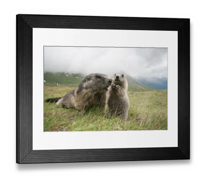 Framed Print : Alpine marmot -Marmota marmota- with young, High Tauern National Park, Carinthia, Austria Framed Print : Alpine marmot -Marmota marmota- with young, High Tauern National Park, Carinthia, Austria