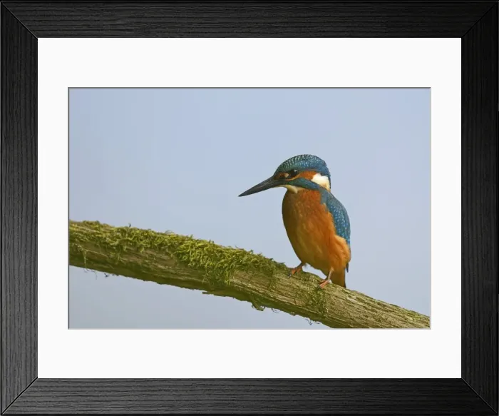 Framed Print : Kingfisher -Alcedo atthis-, Emsland, Lower Saxony, Germany Framed Print : Kingfisher -Alcedo atthis-, Emsland, Lower Saxony, Germany