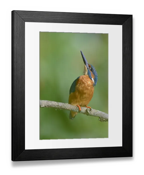 Framed Print : Kingfisher -Alcedo atthis-, Emsland, Lower Saxony, Germany Framed Print : Kingfisher -Alcedo atthis-, Emsland, Lower Saxony, Germany