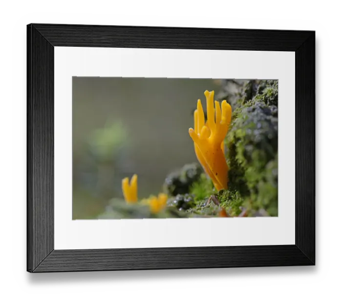 Framed Print : Yellow Stagshorn -Calocera viscosa-, Emsland, Lower Saxony, Germany Framed Print : Yellow Stagshorn -Calocera viscosa-, Emsland, Lower Saxony, Germany