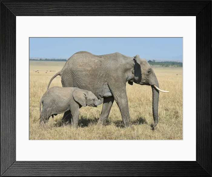 Framed Print : African Elephants -Loxodonta africana-, adult female with calf, at the Mara, Msai Mara National Reserve, Kenya Framed Print : African Elephants -Loxodonta africana-, adult female with calf, at the Mara, Msai Mara National Reserve, Kenya