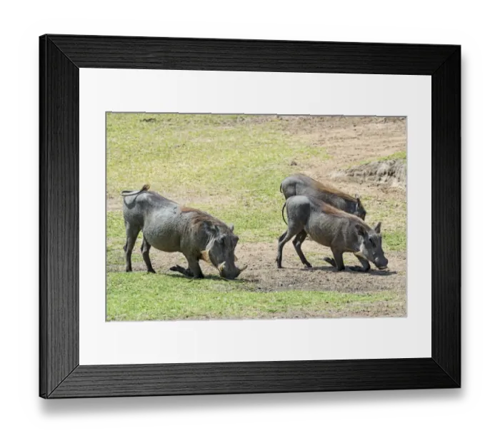 Framed Print : Warthogs -Phacochoerus africanus-, Msai Mara National Reserve, Kenya Framed Print : Warthogs -Phacochoerus africanus-, Msai Mara National Reserve, Kenya