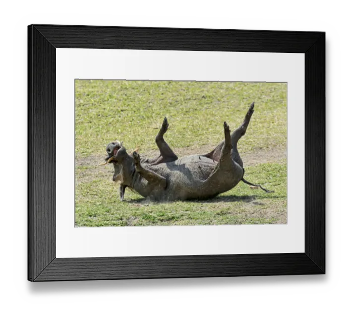 Framed Print : Warthog -Phacochoerus africanus-, wallowing, Msai Mara National Reserve, Kenya Framed Print : Warthog -Phacochoerus africanus-, wallowing, Msai Mara National Reserve, Kenya