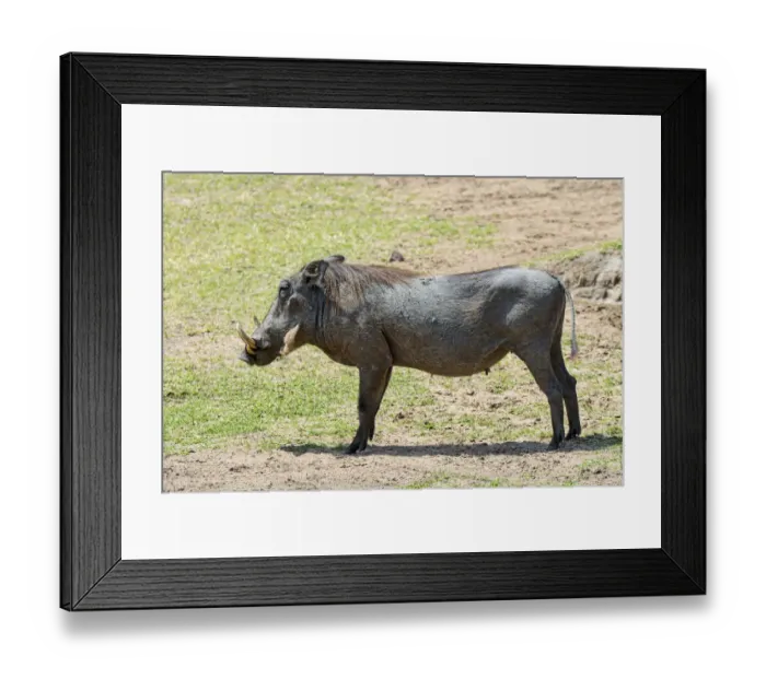 Framed Print : Warthog -Phacochoerus africanus-, Msai Mara National Reserve, Kenya