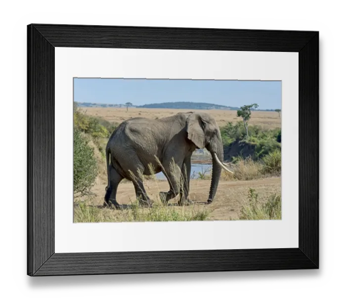 Framed Print : African Elephant -Loxodonta africana- at the Mara, Msai Mara National Reserve, Kenya Framed Print : African Elephant -Loxodonta africana- at the Mara, Msai Mara National Reserve, Kenya