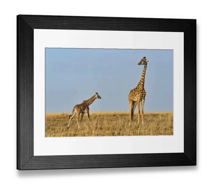 Framed Print : Giraffes -Giraffa camelopardalis-, adult female with calf, Msai Mara National Reserve, Kenya Framed Print : Giraffes -Giraffa camelopardalis-, adult female with calf, Msai Mara National Reserve, Kenya