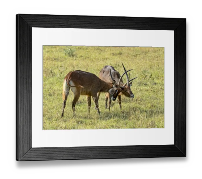 Framed Print : Waterbucks -Kobus ellipsiprymnus-, Lake Nakuru, Kenya Framed Print : Waterbucks -Kobus ellipsiprymnus-, Lake Nakuru, Kenya