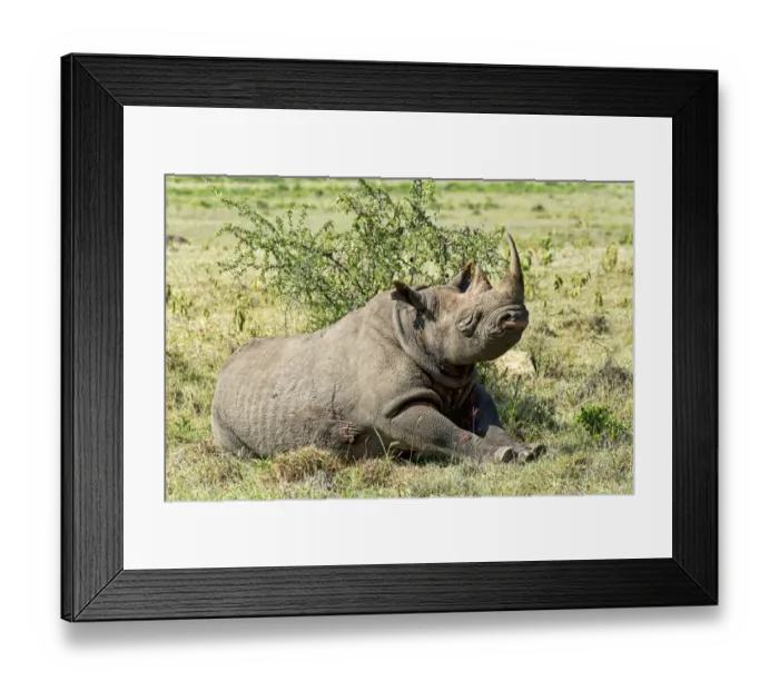 Framed Print : Black Rhinoceros -Diceros bicornis-, Lake Nakuru, Kenya Framed Print : Black Rhinoceros -Diceros bicornis-, Lake Nakuru, Kenya