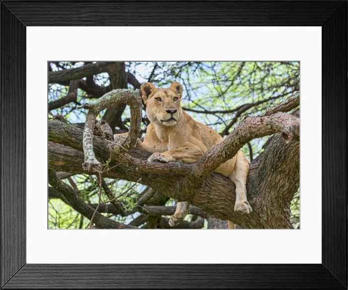 Framed Print : Lion -Panthers leo-, lioness on a tree, Manyara, Tanzania Framed Print : Lion -Panthers leo-, lioness on a tree, Manyara, Tanzania