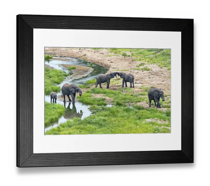 Framed Print : African Elephants -Loxodonta africana- at a river, Tarangire, Tanzania Framed Print : African Elephants -Loxodonta africana- at a river, Tarangire, Tanzania