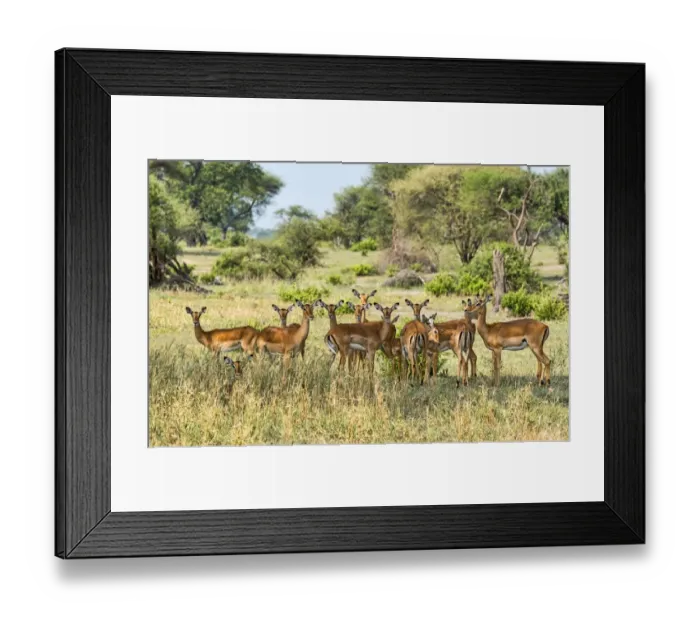 Framed Print : Impalas -Aepyceros melampus-, Tanzania Framed Print : Impalas -Aepyceros melampus-, Tanzania
