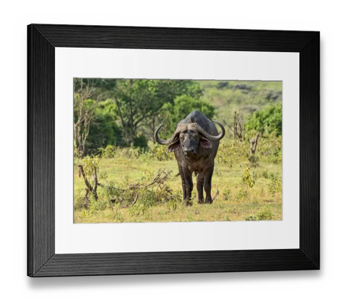 Framed Print : Cape Buffalo -Syncerus caffer-, Arusha, Tanzania Framed Print : Cape Buffalo -Syncerus caffer-, Arusha, Tanzania