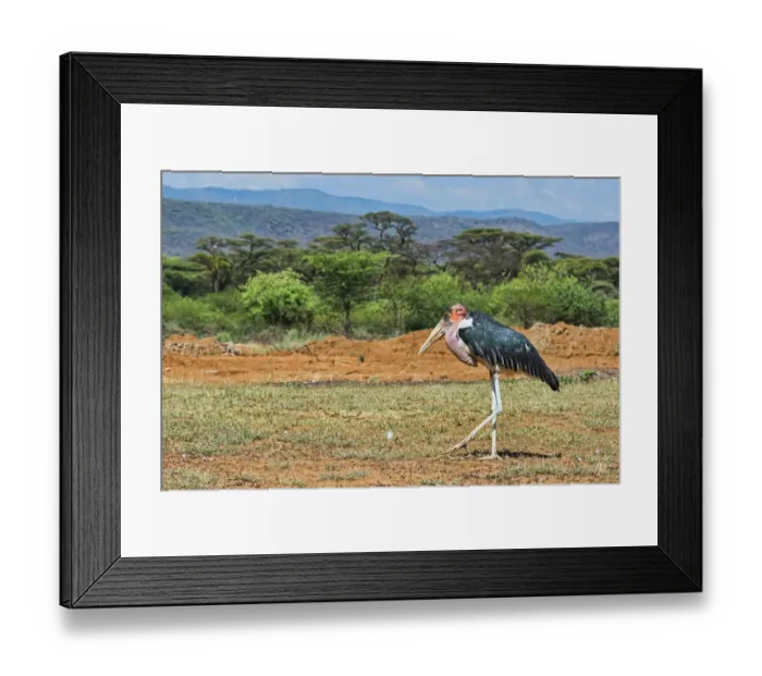 Framed Print : Marabou Stork -Leptoptilos crumeniferus- in the countryside, Kenya Framed Print : Marabou Stork -Leptoptilos crumeniferus- in the countryside, Kenya