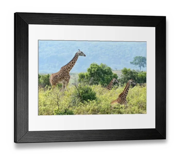 Framed Print : Giraffes -Giraffa camelopardalis-, Arusha, Tanzania Framed Print : Giraffes -Giraffa camelopardalis-, Arusha, Tanzania