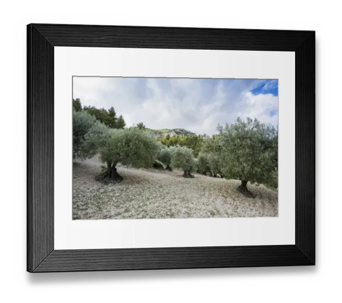 Framed Print : Ancient Olive Trees -Olea europaea-, Buis-les-Baronnies, Drome, Rhone-Alpes, Provence, France Framed Print : Ancient Olive Trees -Olea europaea-, Buis-les-Baronnies, Drome, Rhone-Alpes, Provence, France