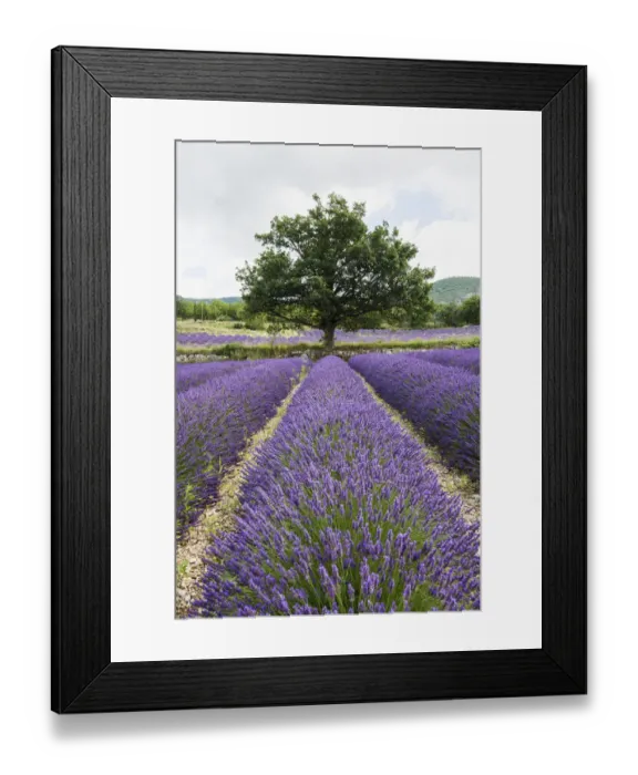 Framed Print : Lavender field, near Sault, Vaucluse, Provence-Alpes-Cote dAzur, France