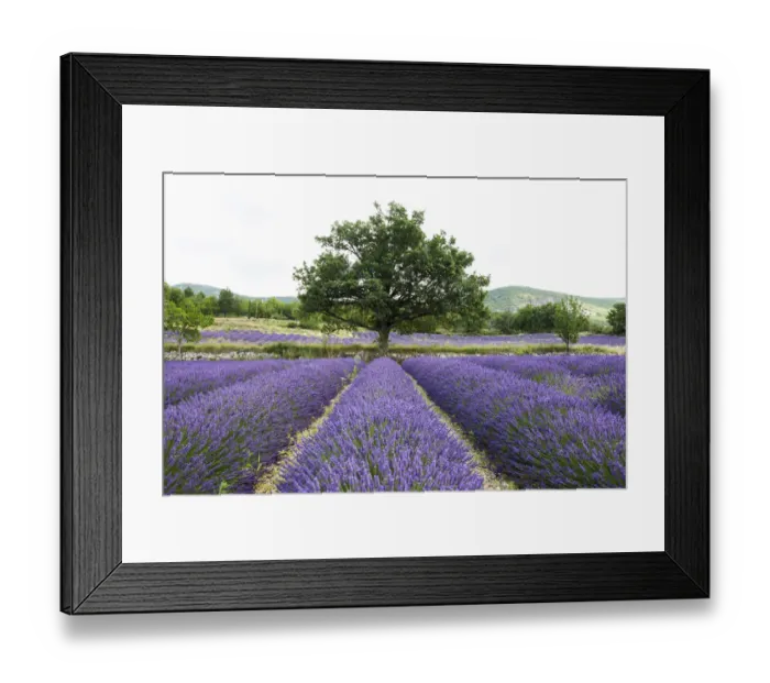 Framed Print : Lavender field, near Sault, Vaucluse, Provence-Alpes-Cote dAzur, France Framed Print : Lavender field, near Sault, Vaucluse, Provence-Alpes-Cote dAzur, France