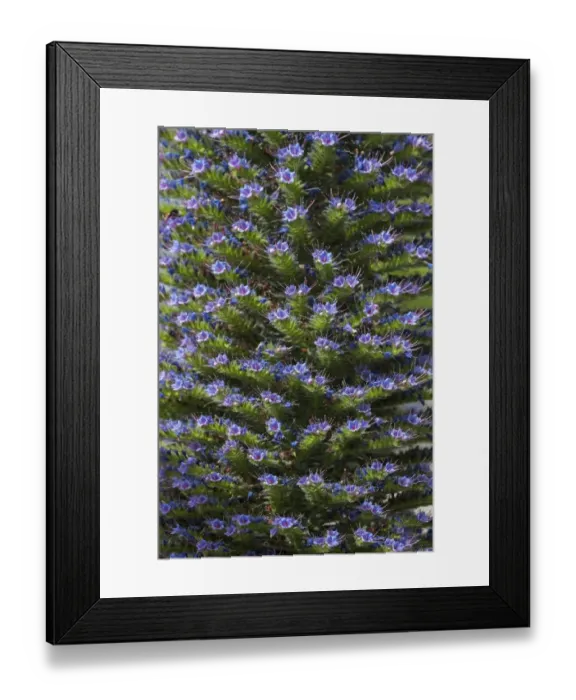 Framed Print : Gran Canary borage -Echium callithyrsum-, North Rhine-Westphalia, Germany Framed Print : Gran Canary borage -Echium callithyrsum-, North Rhine-Westphalia, Germany