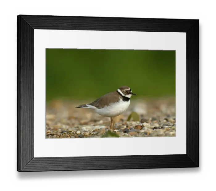 Framed Print : Ringed Plover -Charadrius dubius-, female in habitat, Saxony-Anhalt, Germany