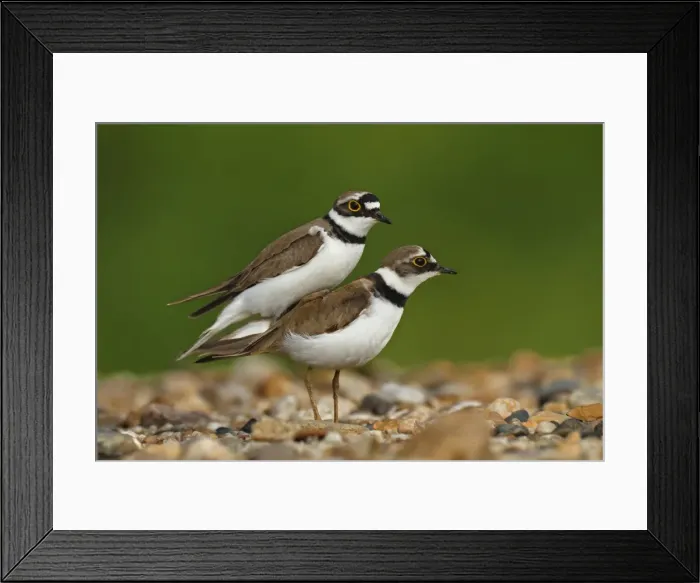 Framed Print : Little ringed plover -Charadrius dubius-, pair mating, Dessau-Rosslau, Saxony-Anhalt, Germany Framed Print : Little ringed plover -Charadrius dubius-, pair mating, Dessau-Rosslau, Saxony-Anhalt, Germany