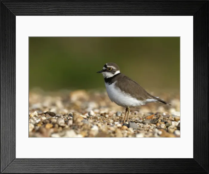 Framed Print : Ringed Plover -Charadrius dubius-, female in habitat, Saxony-Anhalt, Germany