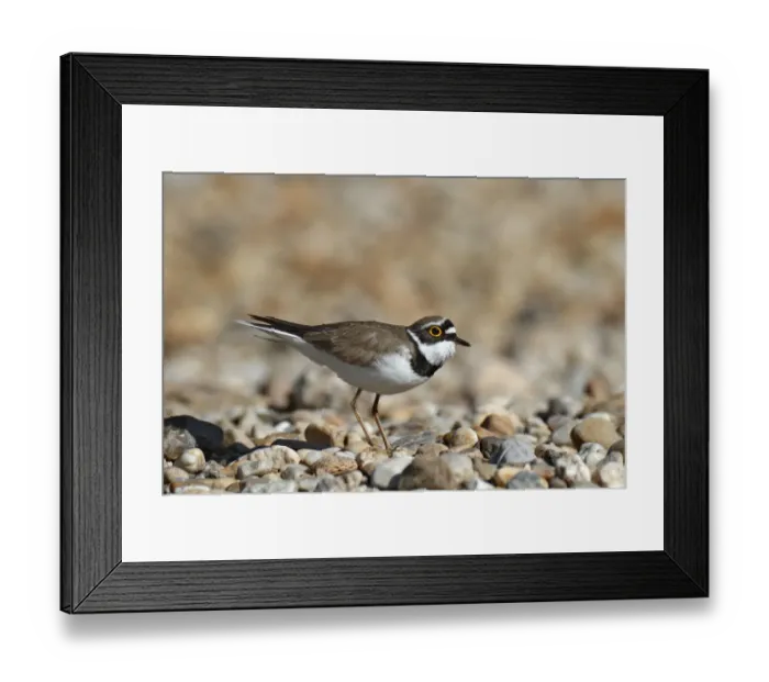 Framed Print : Little ringed plover -Charadrius dubius-, male in habitat, Dessau-Rosslau, Saxony-Anhalt, Germany Framed Print : Little ringed plover -Charadrius dubius-, male in habitat, Dessau-Rosslau, Saxony-Anhalt, Germany
