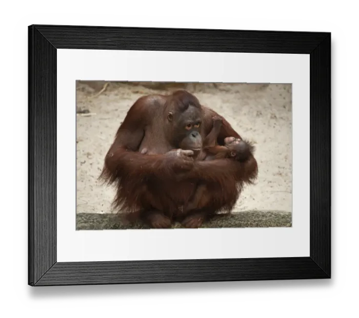 Framed Print : Orangutan -Pongo pygmaeus-, adult female holding an infant, captive, Germany Framed Print : Orangutan -Pongo pygmaeus-, adult female holding an infant, captive, Germany