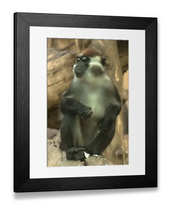 Framed Print : Red-capped Mangabey or Collared Mangabey -Cercocebus torquatus-, captive, Germany Framed Print : Red-capped Mangabey or Collared Mangabey -Cercocebus torquatus-, captive, Germany