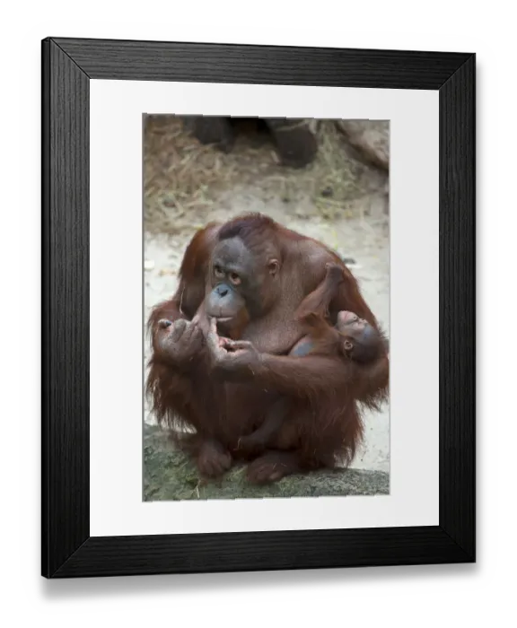 Framed Print : Orangutan -Pongo pygmaeus-, adult female holding an infant, captive, Germany Framed Print : Orangutan -Pongo pygmaeus-, adult female holding an infant, captive, Germany