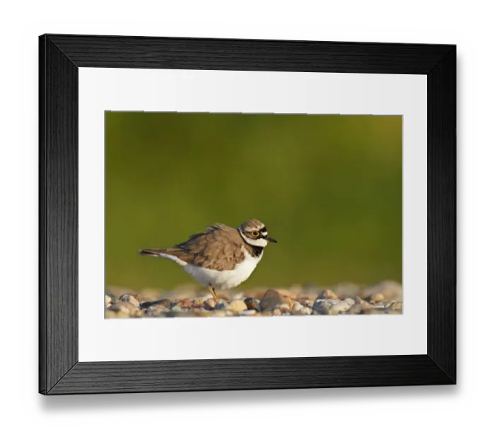Framed Print : Little ringed plover -Charadrius dubius-, male shaking itself, Dessau-Rosslau, Saxony-Anhalt, Germany Framed Print : Little ringed plover -Charadrius dubius-, male shaking itself, Dessau-Rosslau, Saxony-Anhalt, Germany