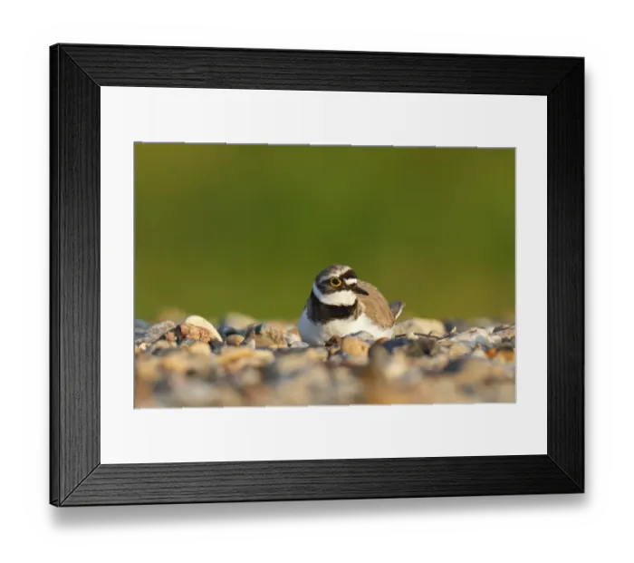 Framed Print : Little ringed plover -Charadrius dubius-, male on the nest, Dessau-Rosslau, Saxony-Anhalt, Germany Framed Print : Little ringed plover -Charadrius dubius-, male on the nest, Dessau-Rosslau, Saxony-Anhalt, Germany