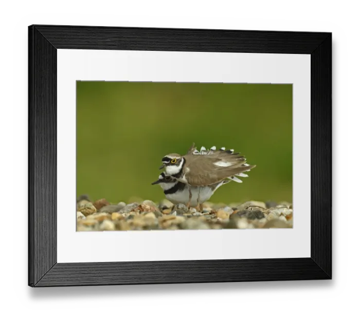 Framed Print : Ringed Plover -Charadrius dubius-, breeding pair in courtship on a gravel bank, Dessau-Rosslau, Saxony-Anhalt, Germany Framed Print : Ringed Plover -Charadrius dubius-, breeding pair in courtship on a gravel bank, Dessau-Rosslau, Saxony-Anhalt, Germany