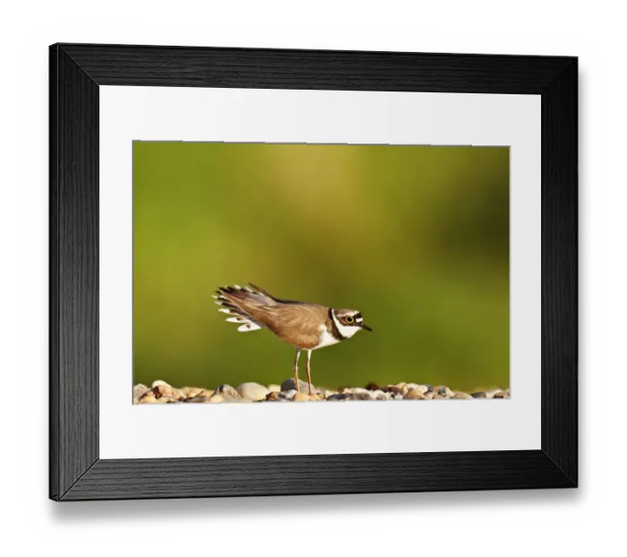 Framed Print : Ringed Plover -Charadrius dubius-, courting male, Dessau-Rosslau, Saxony-Anhalt, Germany Framed Print : Ringed Plover -Charadrius dubius-, courting male, Dessau-Rosslau, Saxony-Anhalt, Germany