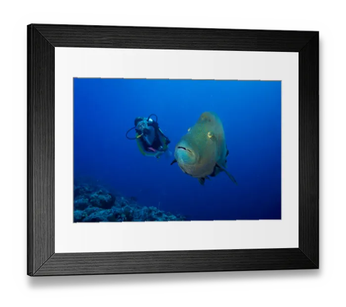 Framed Print : Diver and Humphead wrasse -Cheilinus undulatus-, Palau Framed Print : Diver and Humphead wrasse -Cheilinus undulatus-, Palau