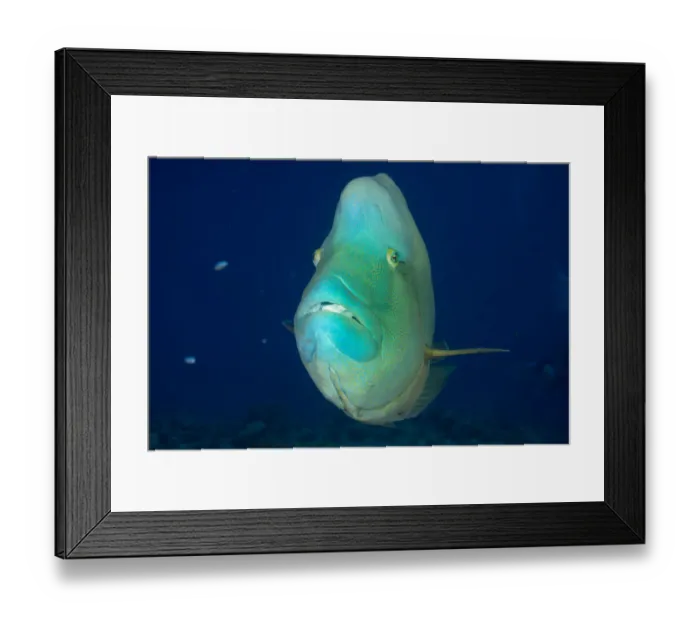 Framed Print : Humphead wrasse -Cheilinus undulatus-, Palau Framed Print : Humphead wrasse -Cheilinus undulatus-, Palau