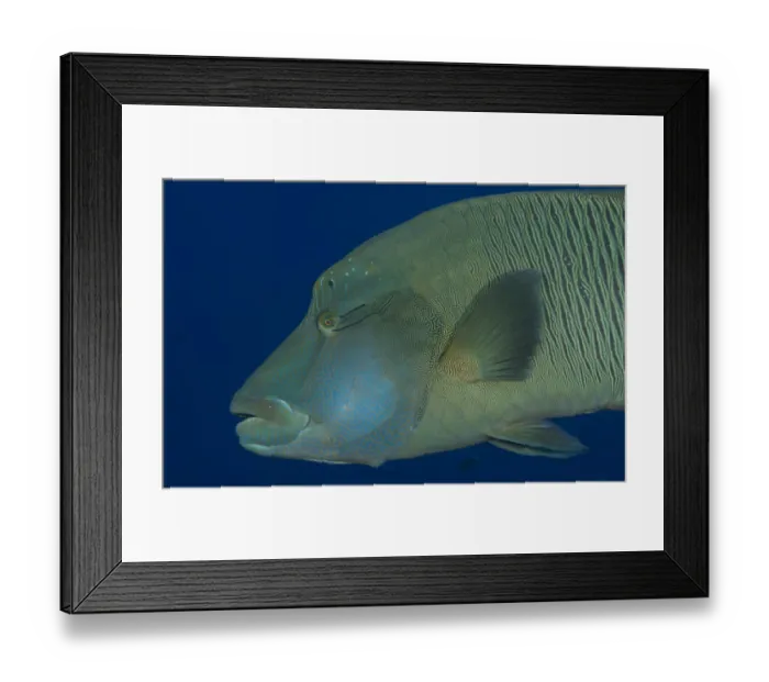 Framed Print : Humphead wrasse -Cheilinus undulatus-, Palau