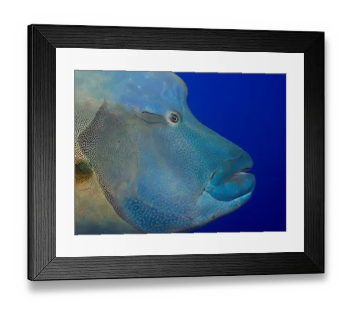 Framed Print : Humphead wrasse -Cheilinus undulatus-, Palau Framed Print : Humphead wrasse -Cheilinus undulatus-, Palau